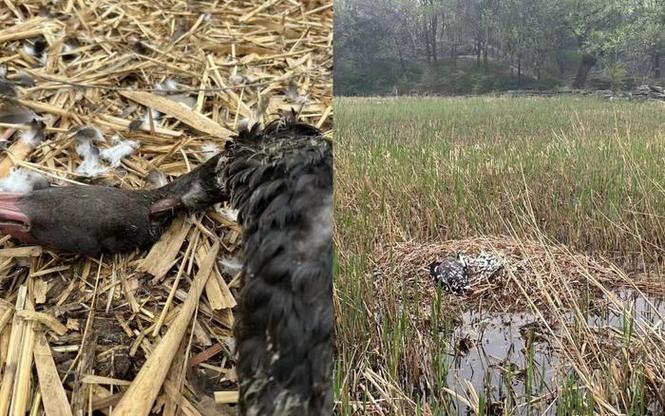 马上评｜圆明园黑天鹅之死，应由流浪狗负责吗？